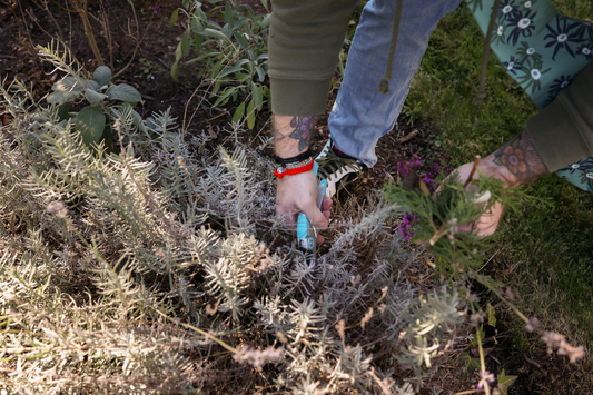 Is It Legal to Pick Flowers Along the Side of the Road?
