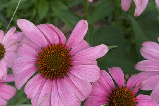 Life Span of Wildflowers