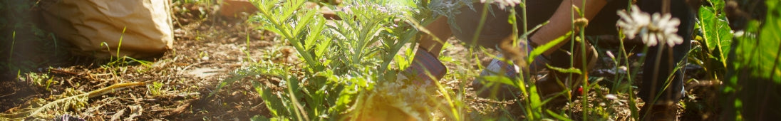 Prairie Planting 101: How to Create Your Very Own Prairie Garden