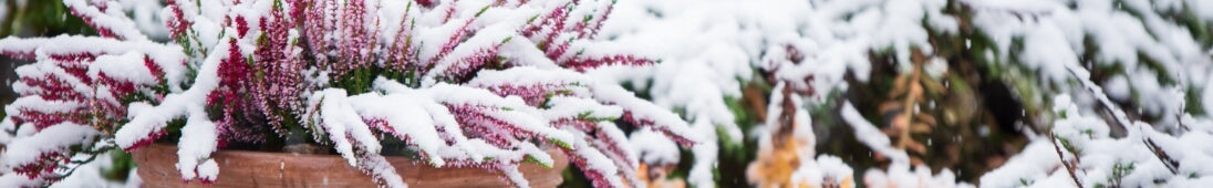 Best Winter Garden Plants That Thrive in Cold Weather